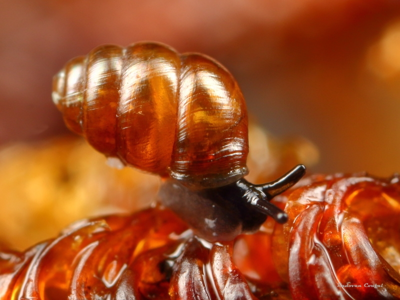 Vertigo vrkoč rašelinný Vertiginidae vrkočovití