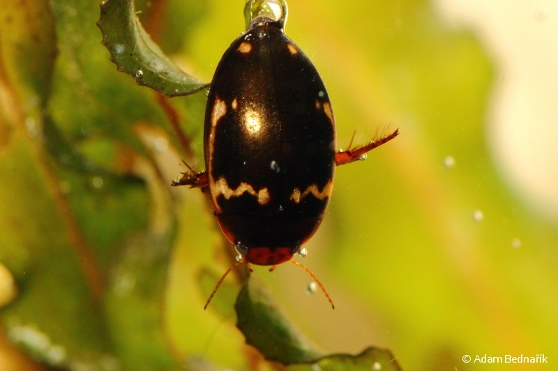 beetle erebus wiki