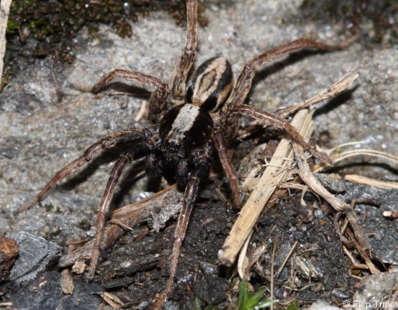 Alopecosa taeniata slíďák lesní Lycosidae slíďákovití Natura