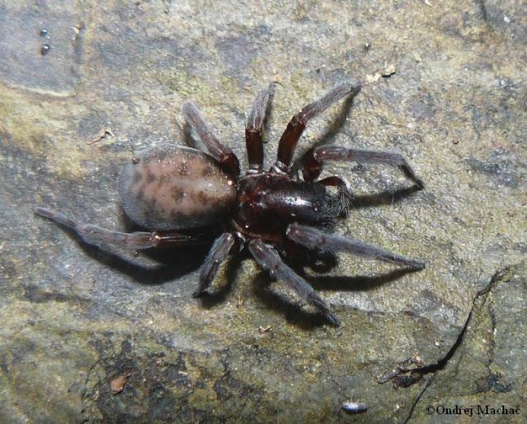 Amaurobius ferox cedivka domovní Amaurobiidae cedivkovití