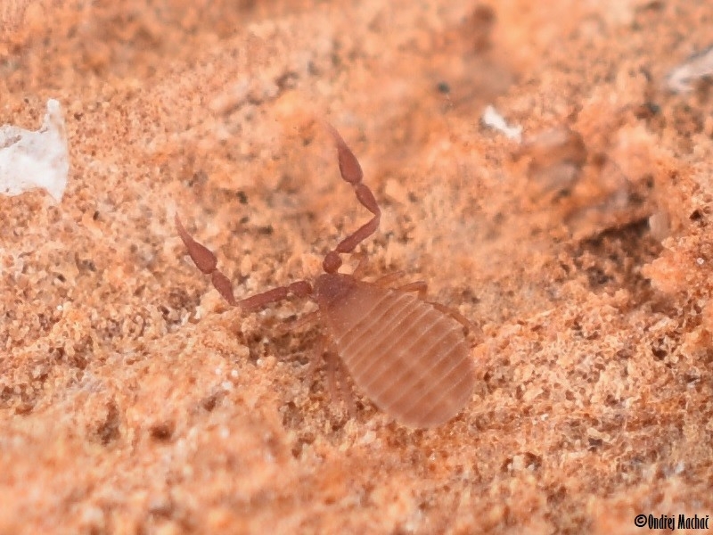 Apocheiridium ferum štírek divoký Cheiridiidae štírkovití