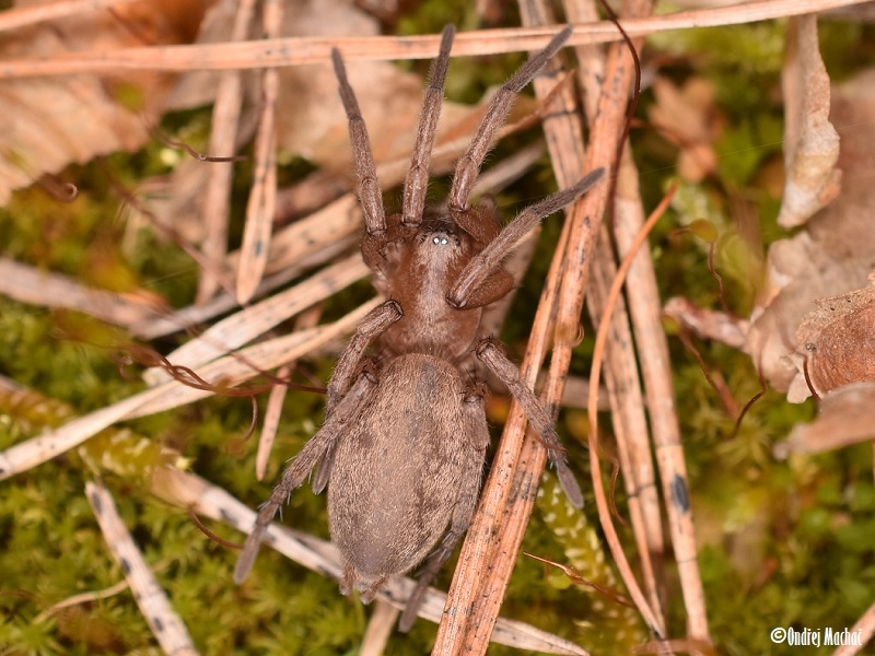 Drassodes cupreus skálovka měděná Gnaphosidae skálovkovití
