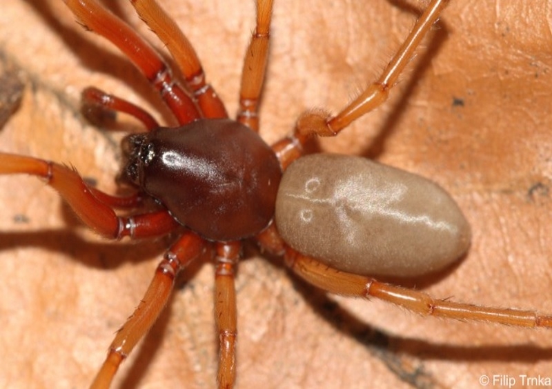 Harpactea rubicunda šestiočka ryšavá Dysderidae šestiočkovití