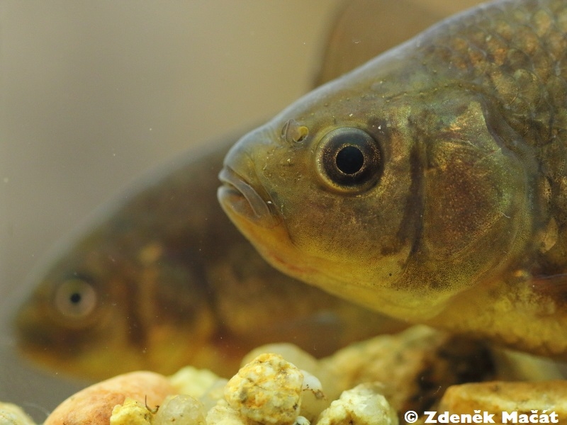 Carassius carassius karas obecný Cyprinidae kaprovití Natura