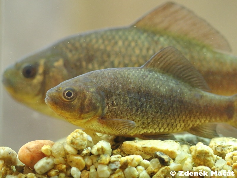 Carassius carassius karas obecný Cyprinidae kaprovití Natura