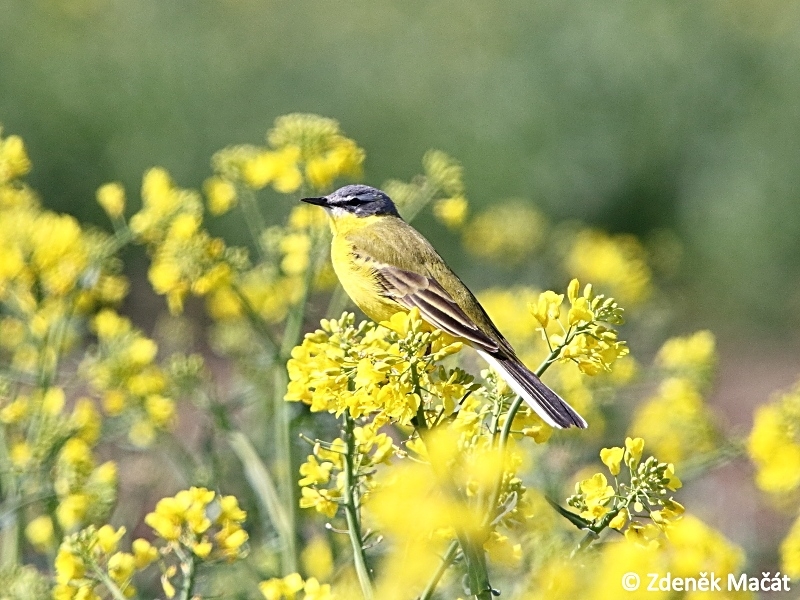 Motacilla flava konipas luční Motacillidae konipasovití Natura