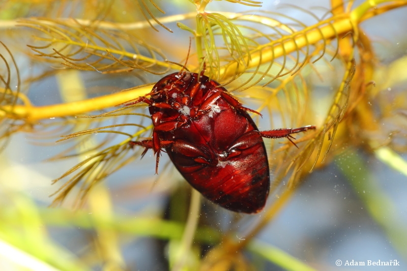 Ilybius ater kalužník Dytiscidae potápníkovití Natura Bohemica
