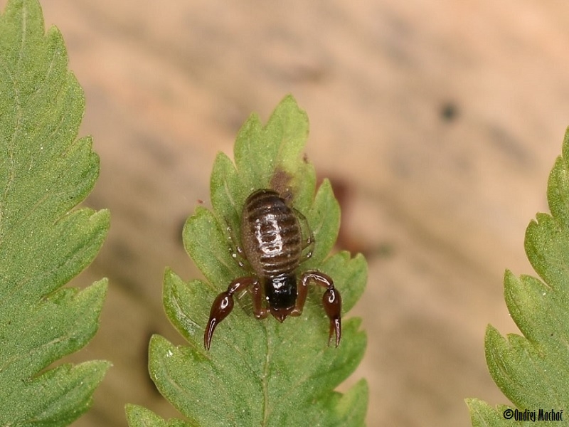 Neobisium sylvaticum štírek lesní Neobisiidae štírkovití Natura