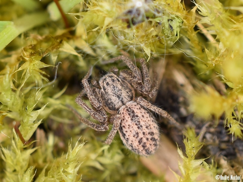 Thanatus striatus listovník mokřadní Philodromidae listovníkovití