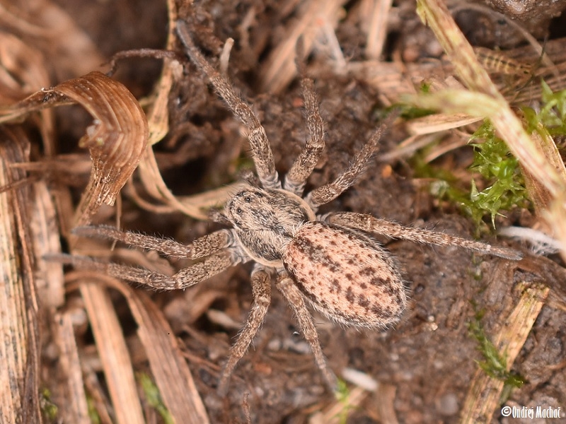 Thanatus striatus listovník mokřadní Philodromidae listovníkovití