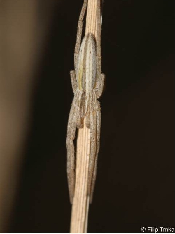 Tibellus oblongus listovník štíhlý Philodromidae listovníkovití