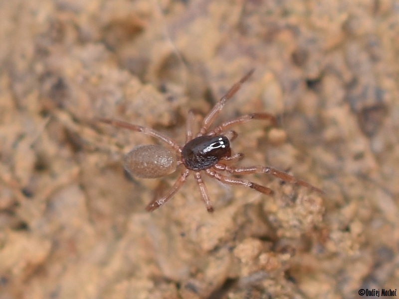 Walckenaeria dysderoides pavučenka štíhlá Linyphiidae