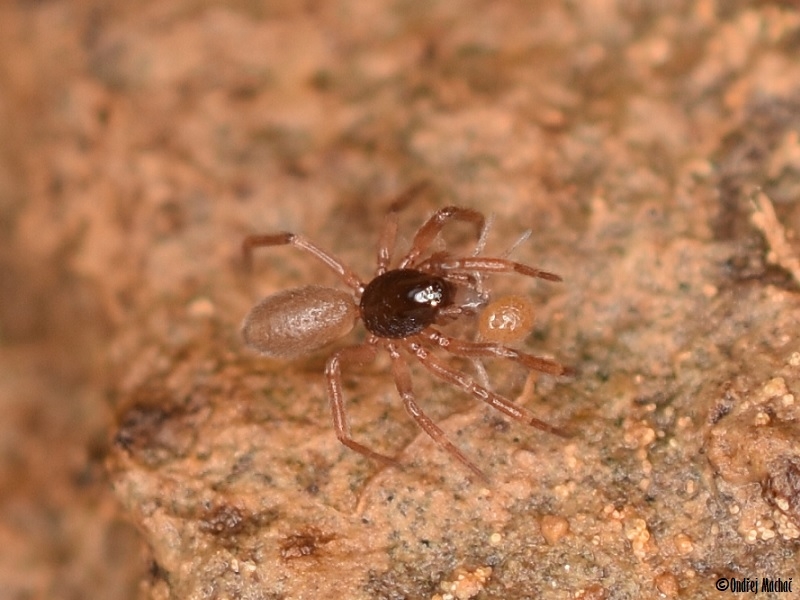 Walckenaeria dysderoides pavučenka štíhlá Linyphiidae