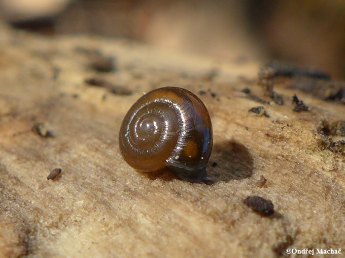 Zonitoides nitidus zemounek lesklý Zonitidae zemounovití Natura