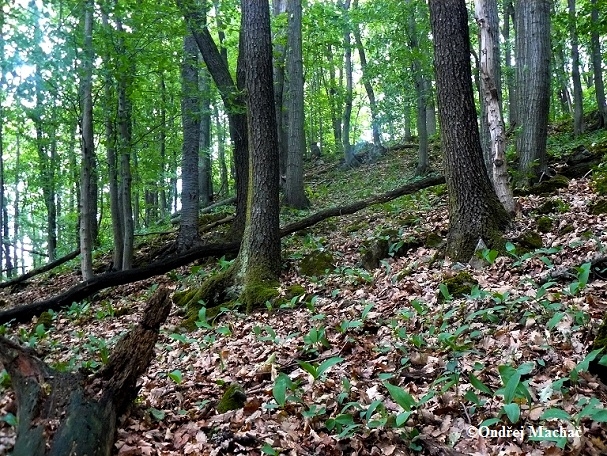 Harpactea hombergi šestiočka štíhlá Dysderidae šestiočkovití