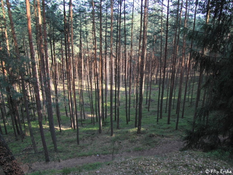 Hylobius abietis klikoroh borový Curculionidae nosatcovití