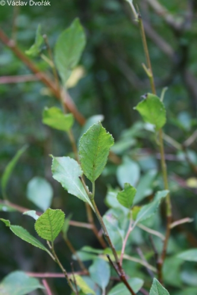 Salix myrsinifolia vrba černající Salicaceae vrbovité Natura