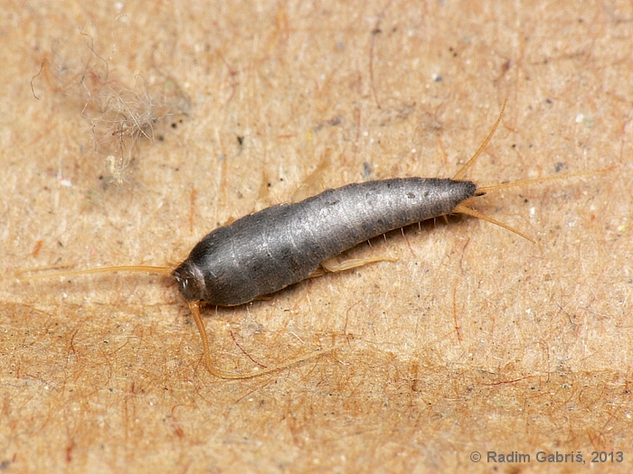 Lepisma saccharina - rybenka domácí | Lepismatidae - rybenkovití ...