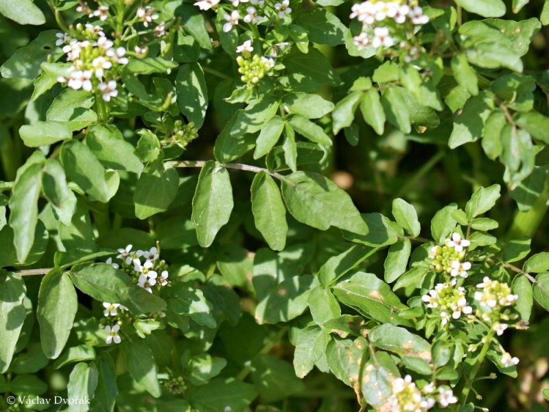 nasturtium paraziták)