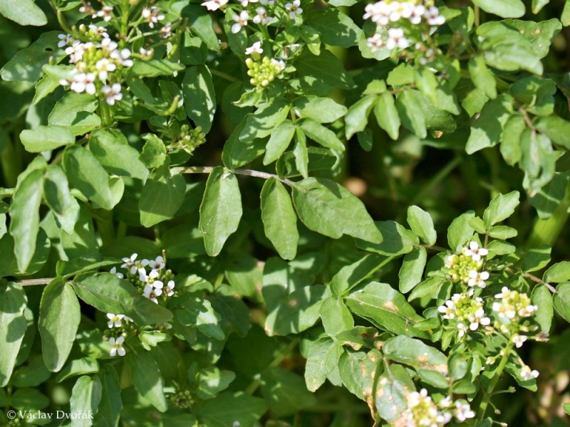 nasturtium paraziták