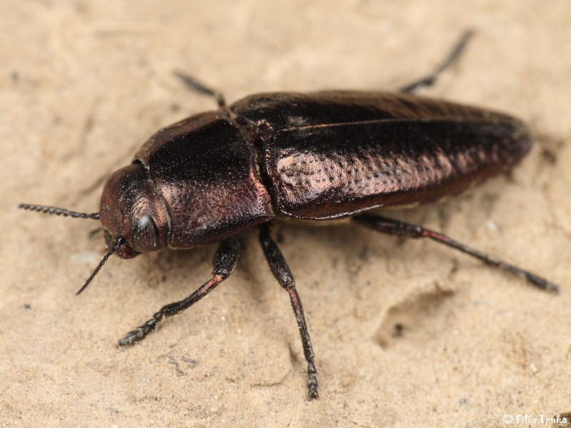 Sphenoptera antiqua krasec Buprestidae krascovití Natura Bohemica