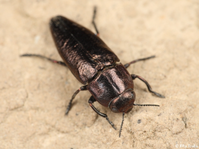 Sphenoptera antiqua krasec Buprestidae krascovití Natura Bohemica
