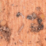 Apocheiridium ferum štírek divoký Cheiridiidae štírkovití