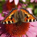 Aglais urticae 6