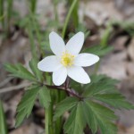 anemone_nemorosa4