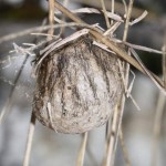 argiope_bruennichi1