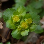 chrysosplenium-alternifolium-5