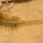 eubranchipus_grubii1