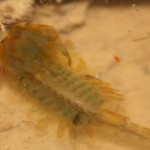 eubranchipus_grubii2