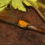 eubranchipus_grubii3