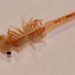 eubranchipus_grubii4