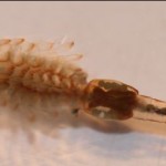 eubranchipus_grubii5