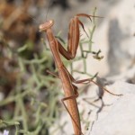 mantis_religiosa4