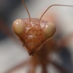 mantis_religiosa5