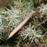 mantis_religiosa6