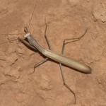 mantis_religiosa7