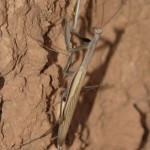 mantis_religiosa8