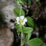 potentilla_sterilis4