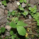 potentilla_sterilis5