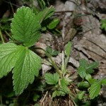 potentilla_sterilis6