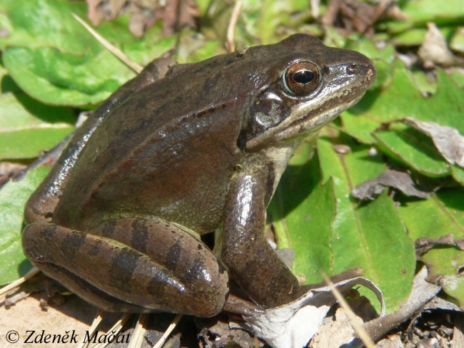 Rana Dalmatina Skokan t hl Ranidae Skokanovit Natura Bohemica Rana Dalmatina Skokan t hl Ranidae Skokanovit Natura Bohemica