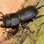 dorcus_parallelipipedus5