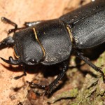 dorcus_parallelipipedus6