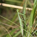 mantis_religiosa1
