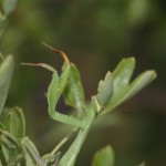 mantis_religiosa2