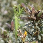mantis_religiosa3